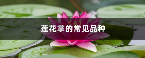 莲花掌的常见品种