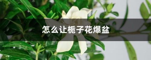 怎么让栀子花爆盆，多结花苞