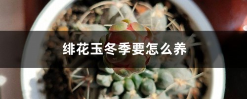 绯花玉冬季要怎么养