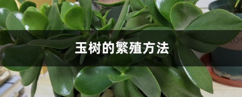 玉树的繁殖方法